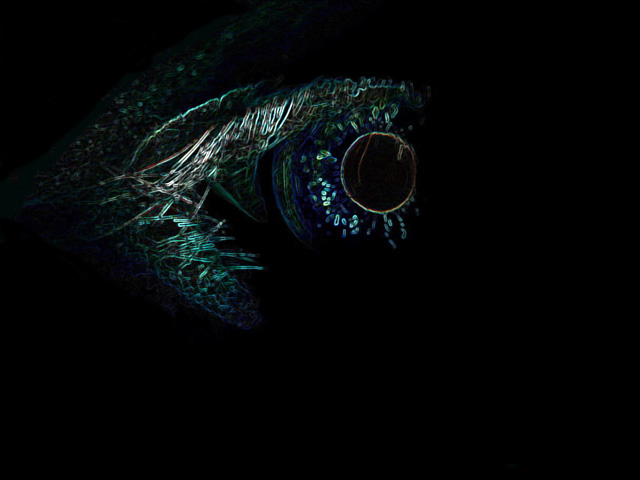 Demon Eye