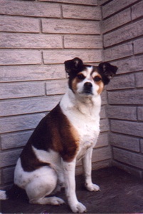 Nipper the greatest dog ever.jpg